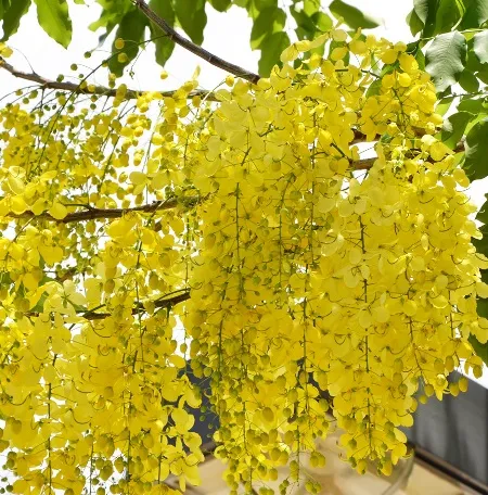 Cassia 2